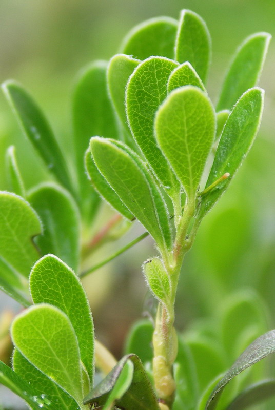 Image of Arctostaphylos uva-ursi specimen.