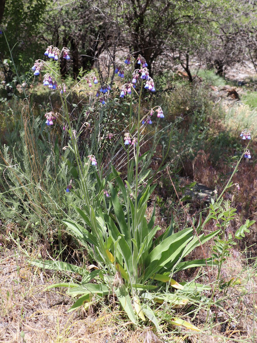 Изображение особи Lindelofia macrostyla.