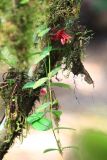 Aeschynanthus tricolor. Цветок и листья. Малайзия, штат Саравак, округ Мири, национальный парк «Мулу». 11.03.2015.