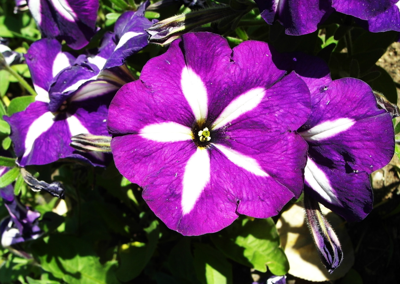 Image of Petunia &times; hybrida specimen.