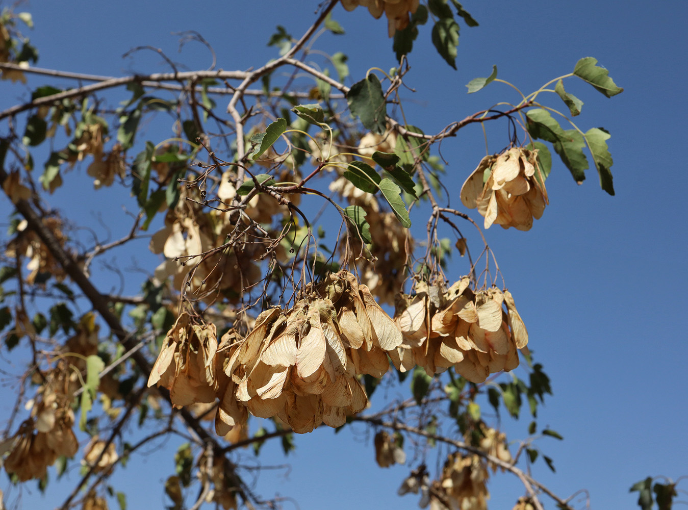 Image of Acer semenovii specimen.