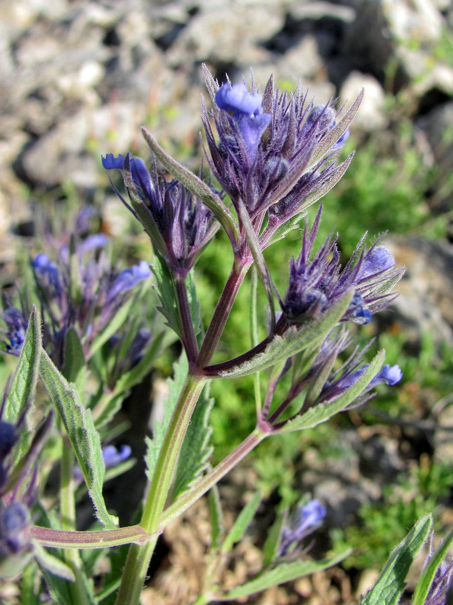 Изображение особи Nepeta ucranica.