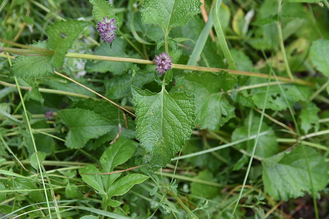 Изображение особи Salvia verticillata.