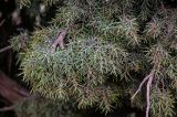 Juniperus oxycedrus. Верхушка ветви с микростробилами. Марокко, обл. Марракеш - Сафи, хр. Высокий Атлас, перевал Тизи-н'Тишка, ≈ 2000 м н.у.м., каменистый склон. 01.01.2023.