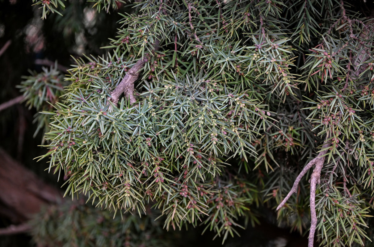 Изображение особи Juniperus oxycedrus.