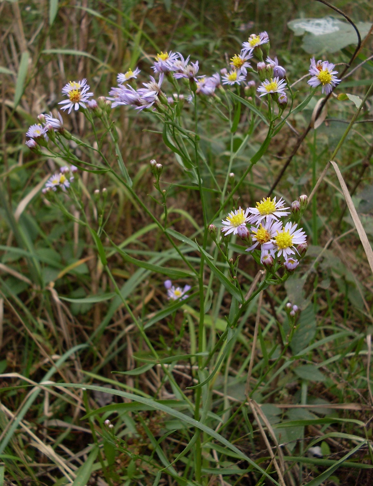 Image of Tripolium pannonicum specimen.