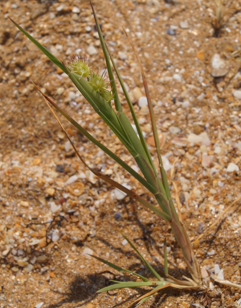 Image of Cenchrus longispinus specimen.