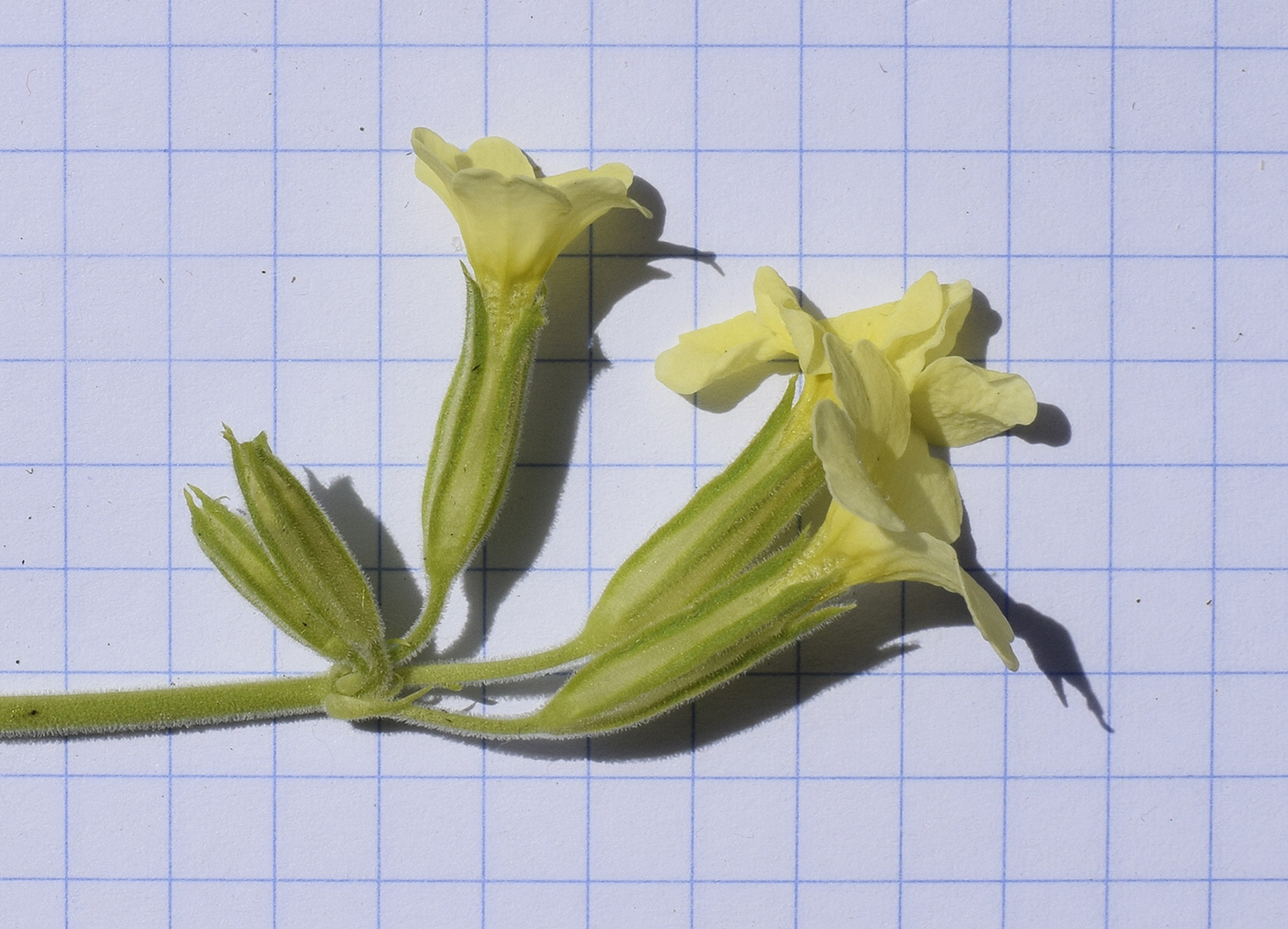 Изображение особи Primula intricata.