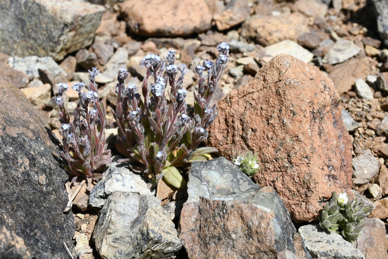 Изображение особи Myosotis minutiflora.