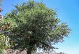 Vachellia nilotica. Крона взрослого дерева. Египет, мухафаза Асуан, о-в Агилика, каменистый сухой склон. 03.05.2023.