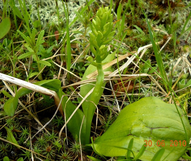 Image of Platanthera bifolia specimen.