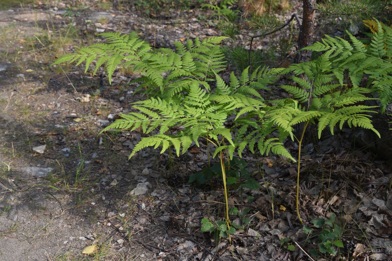 Image of Pteridium pinetorum specimen.