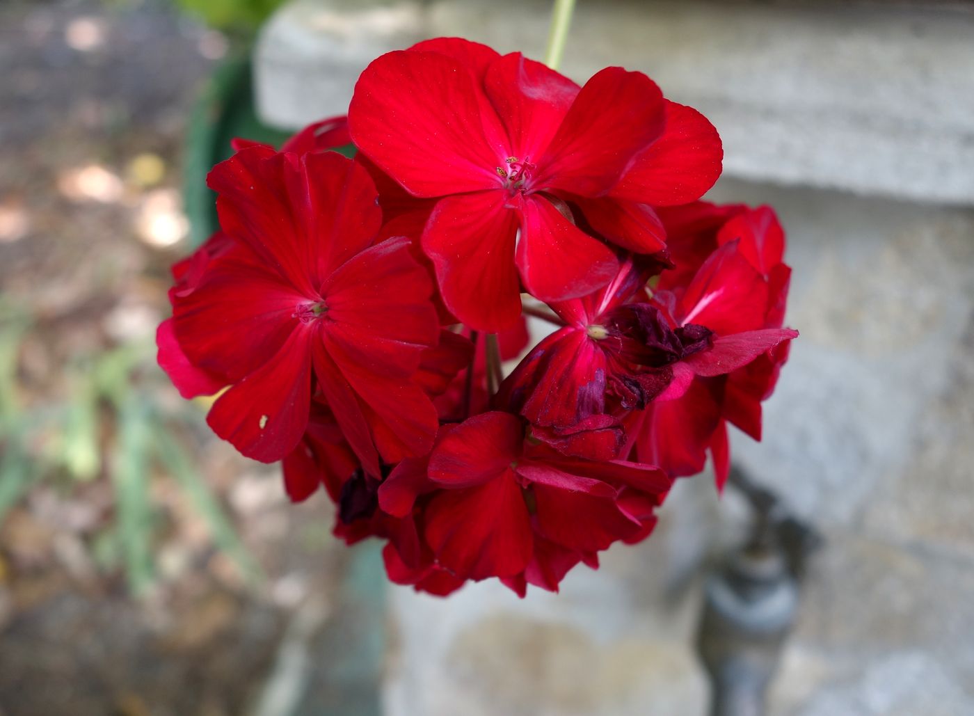 Изображение особи Pelargonium hortorum.