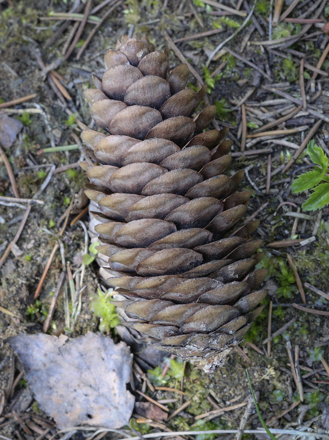 Изображение особи Picea obovata.