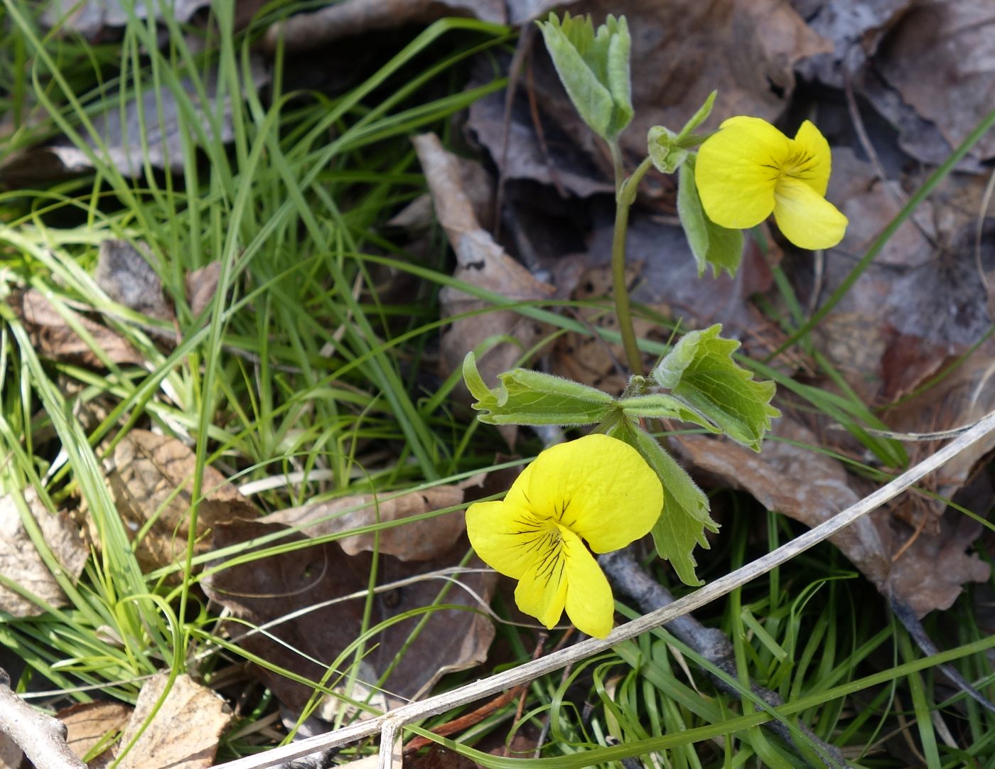 Image of Viola uniflora specimen.