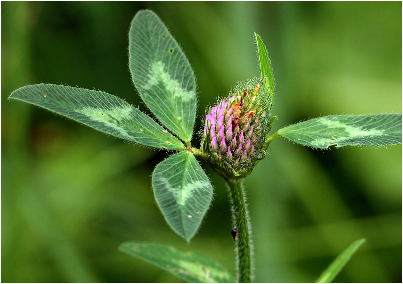 Image of Trifolium pratense specimen.