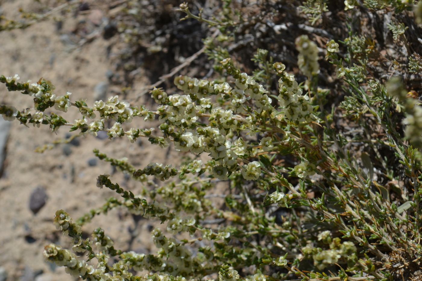 Image of Salsola dzhungarica specimen.