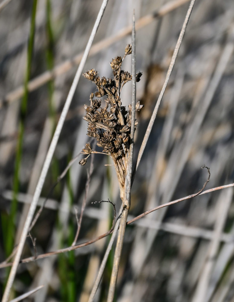 Изображение особи Juncus arabicus.