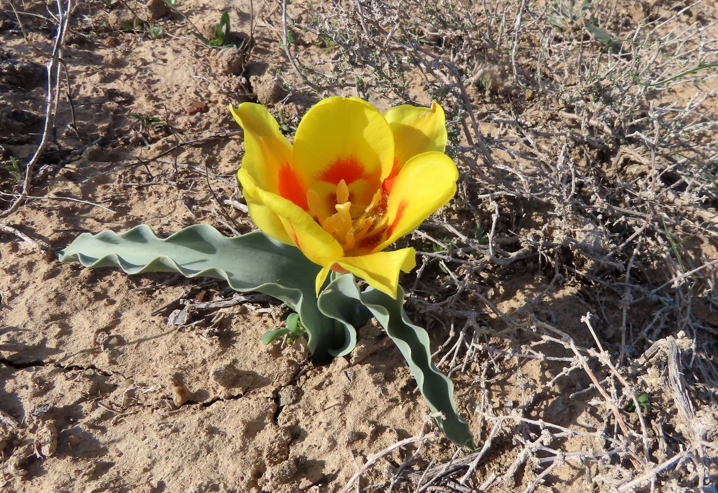 Image of Tulipa alberti specimen.