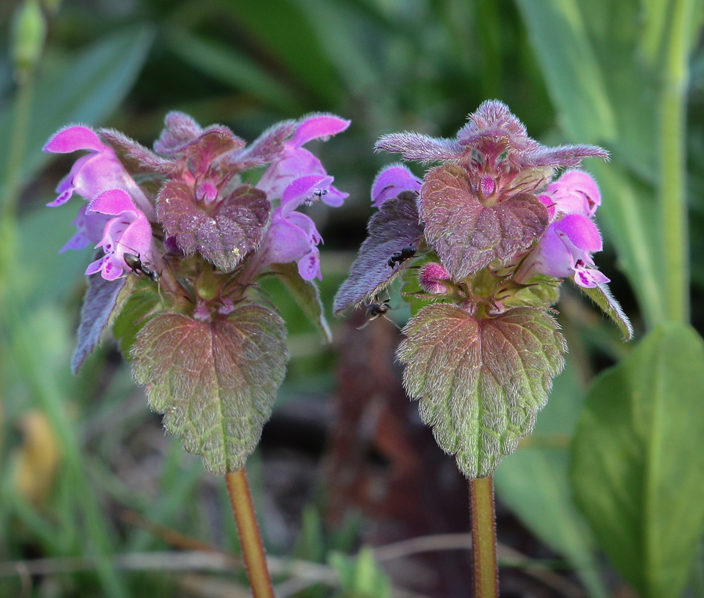 Image of Lamium purpureum specimen.