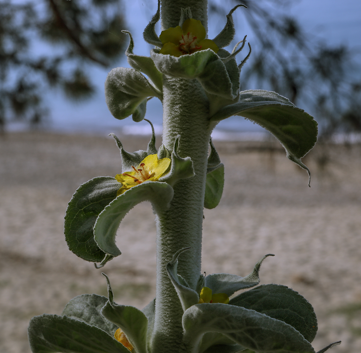 Изображение особи Verbascum gnaphalodes.