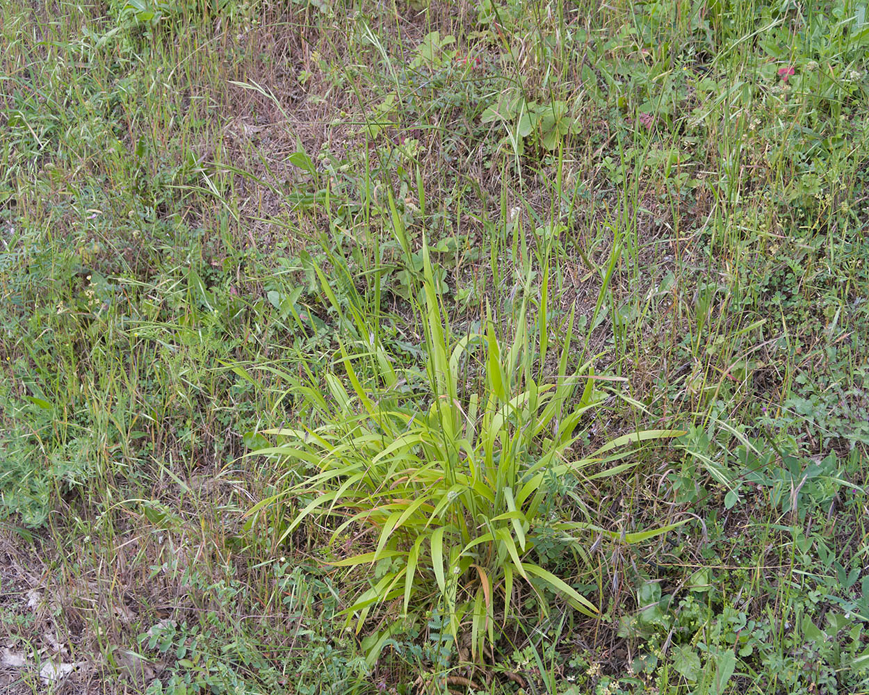 Image of Brachypodium sylvaticum specimen.