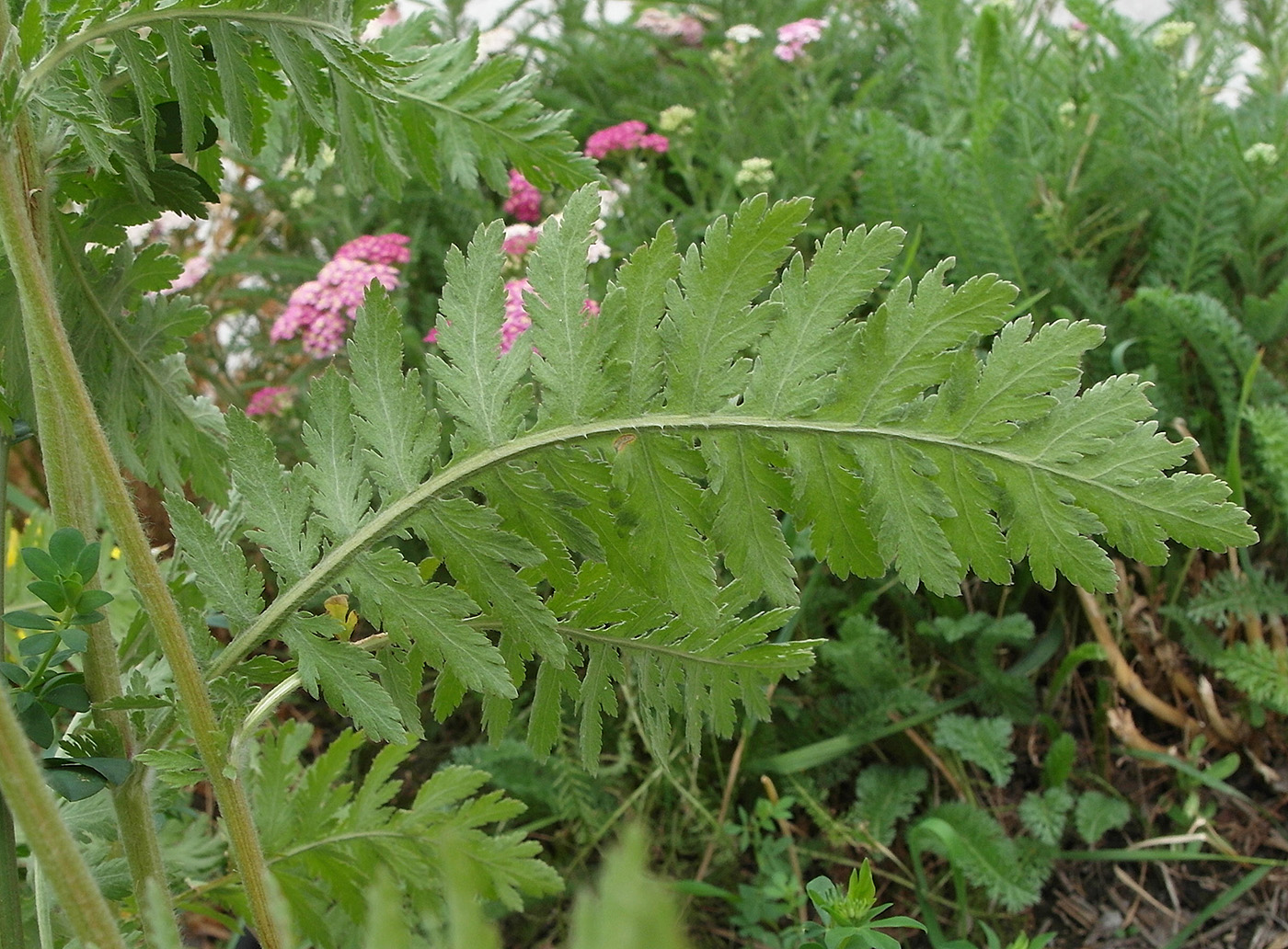 Image of Achillea filipendulina specimen.