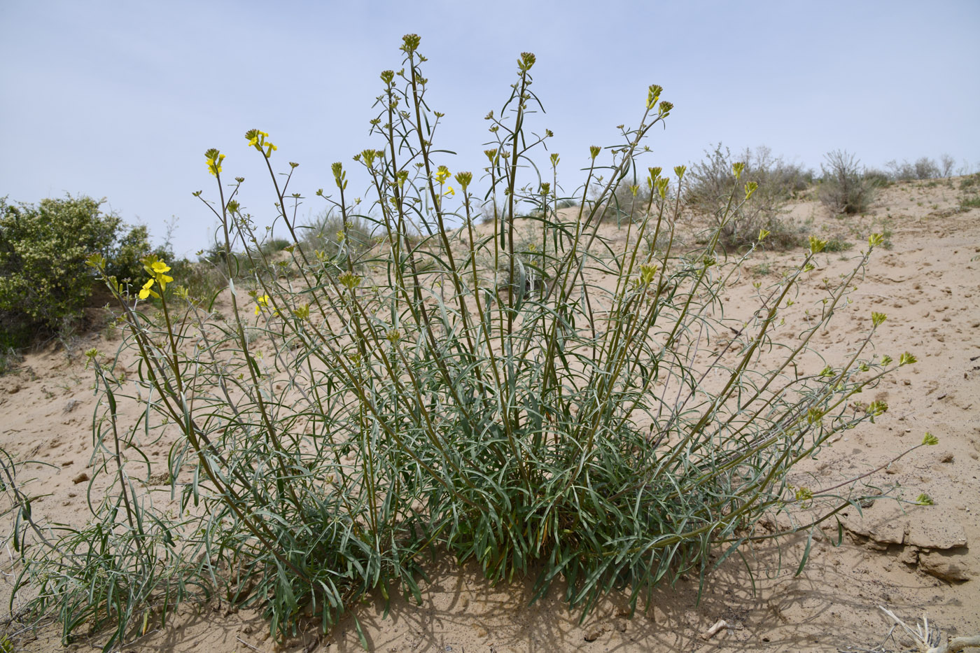 Image of genus Syrenia specimen.