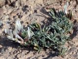 Astragalus chomutowii