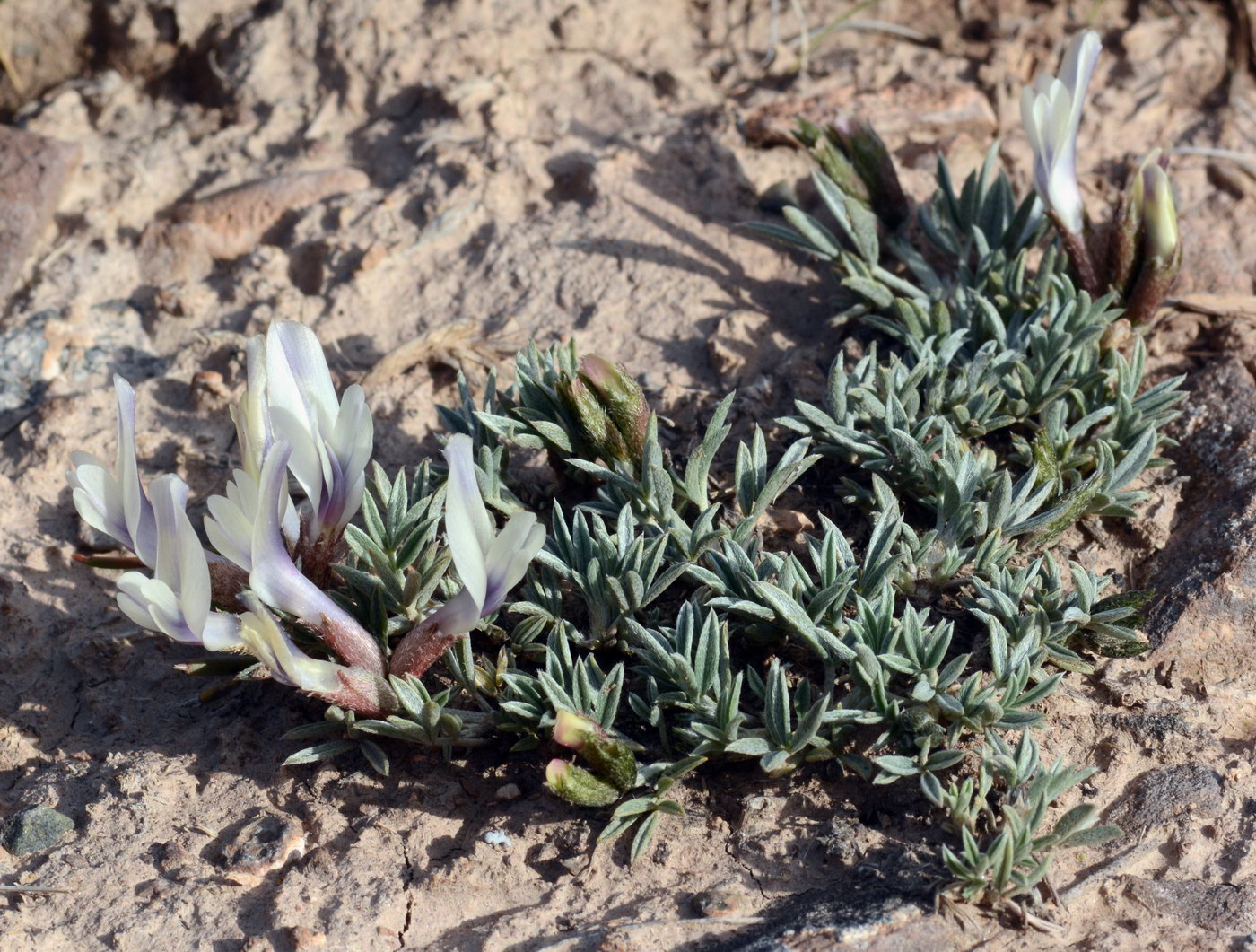 Image of Astragalus chomutowii specimen.