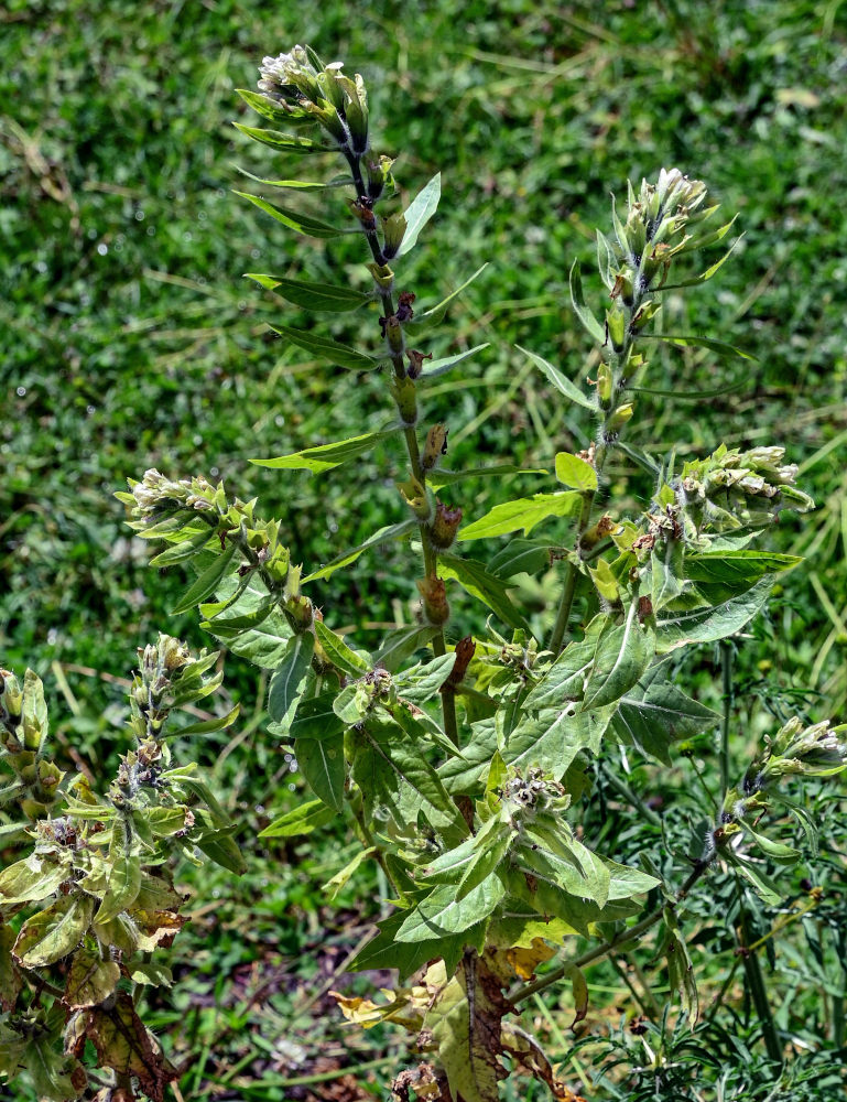 Изображение особи Hyoscyamus niger.