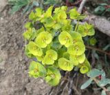 Euphorbia petrophila. Соцветие. Краснодарский край, м/о Анапа, окр. пос. Супсех, луговой участок вдоль тропы к вершине горы. 04.06.2021.