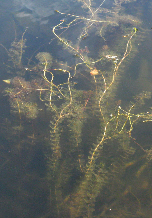 Image of Myriophyllum sibiricum specimen.