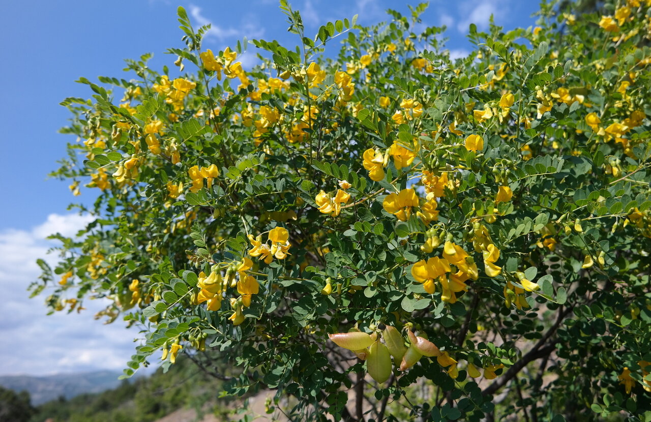 Image of Colutea cilicica specimen.