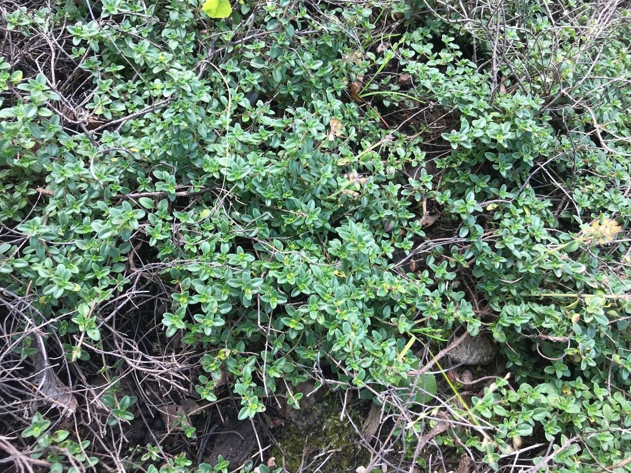 Image of Thymus pulegioides specimen.