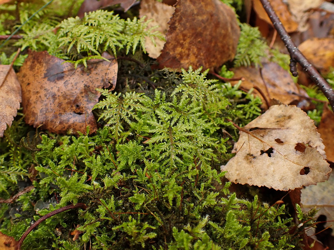 Image of Hylocomium splendens specimen.