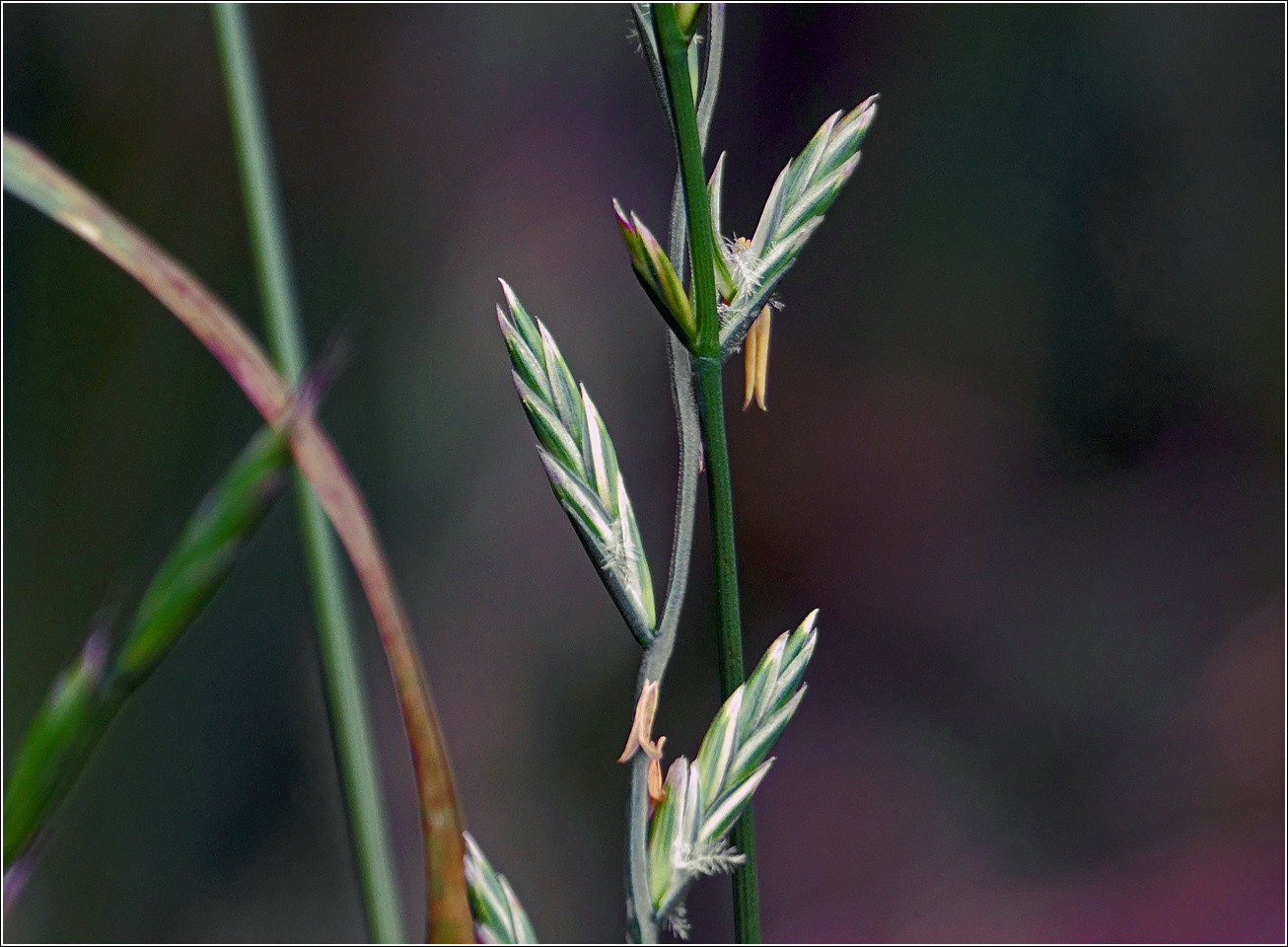 Image of Lolium perenne specimen.