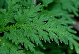 Selaginella biformis. Верхушка побега с формирующимися стробилами(?). Китай, Гуанси-Чжуанский автономный р-н, окр. дер. Фэнлоу, бамбуковая роща. 02.06.2024.