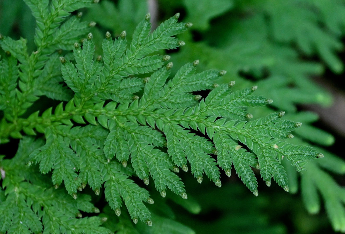 Изображение особи Selaginella biformis.