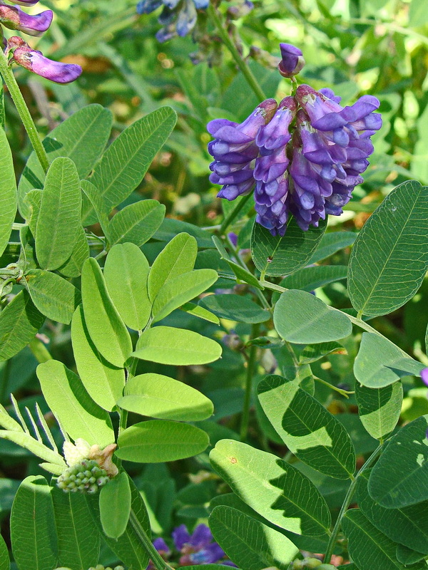 Изображение особи Vicia amurensis.