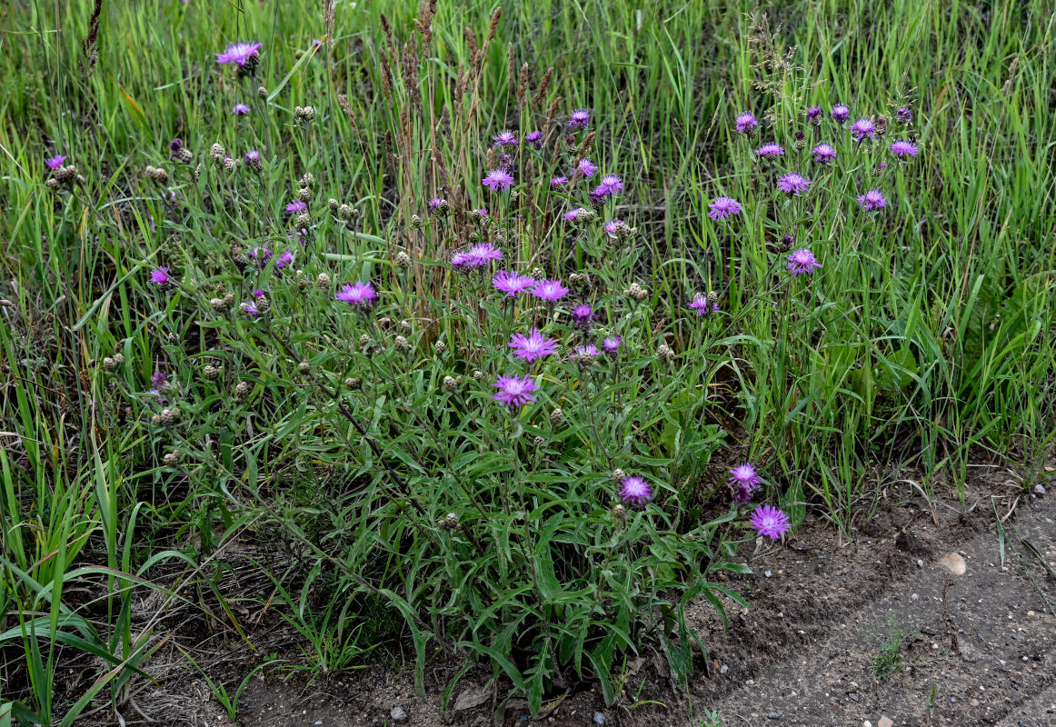 Image of Centaurea jacea specimen.