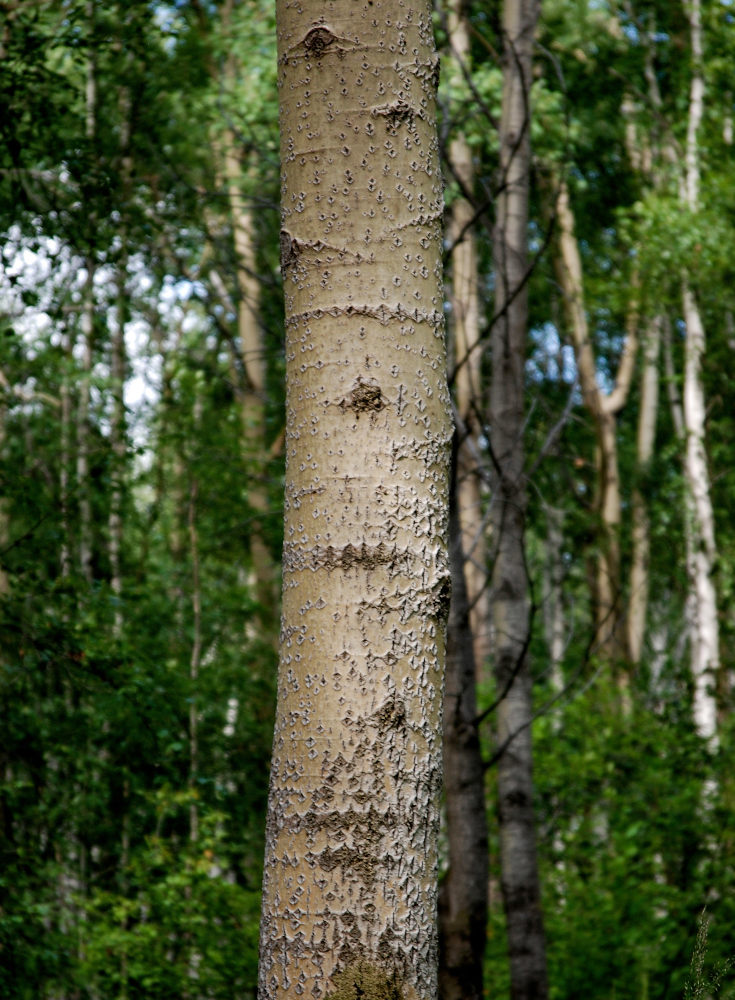 Изображение особи Populus tremula.