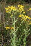 Senecio grandidentatus