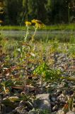 Inula britannica