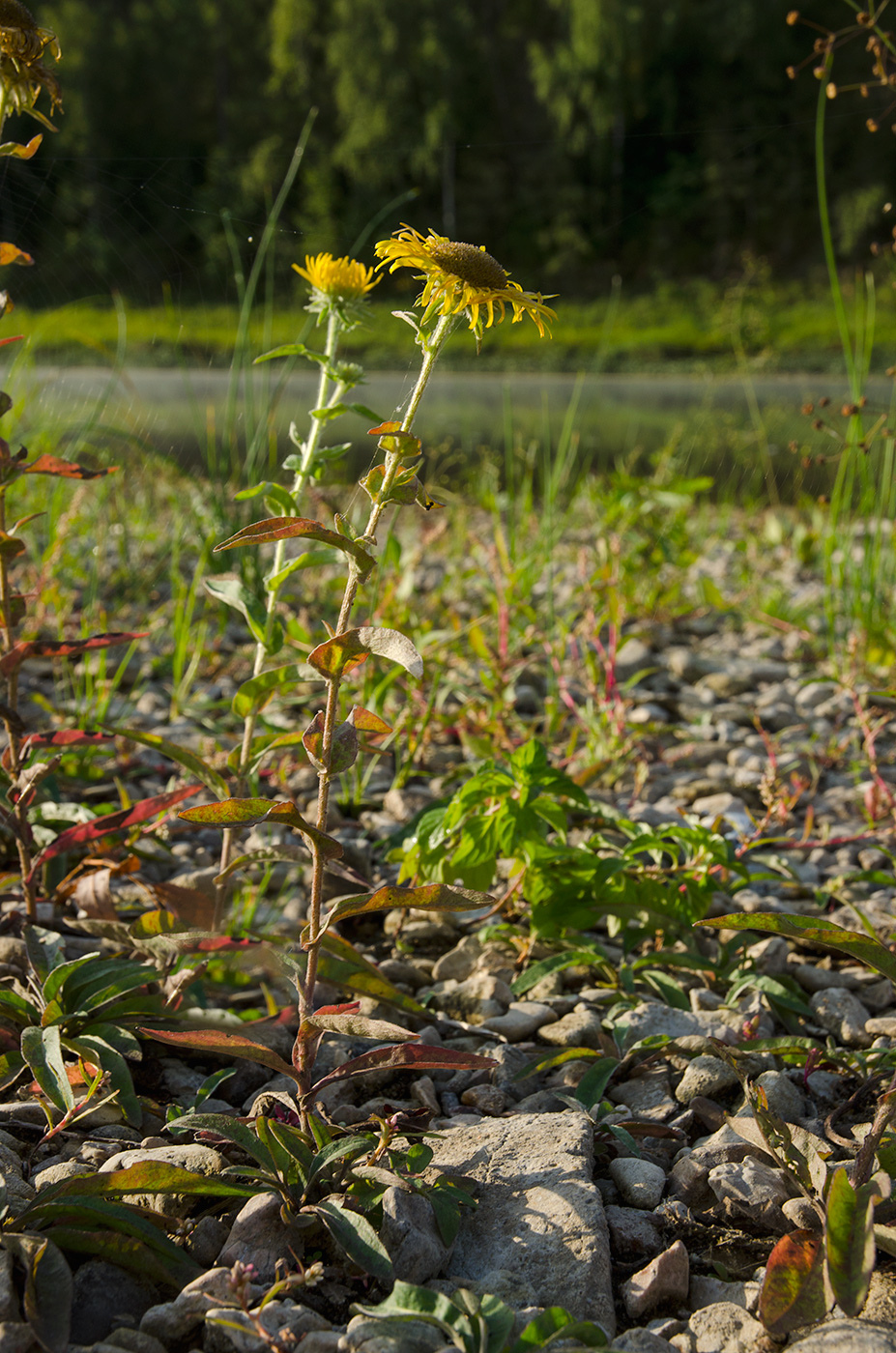 Изображение особи Inula britannica.