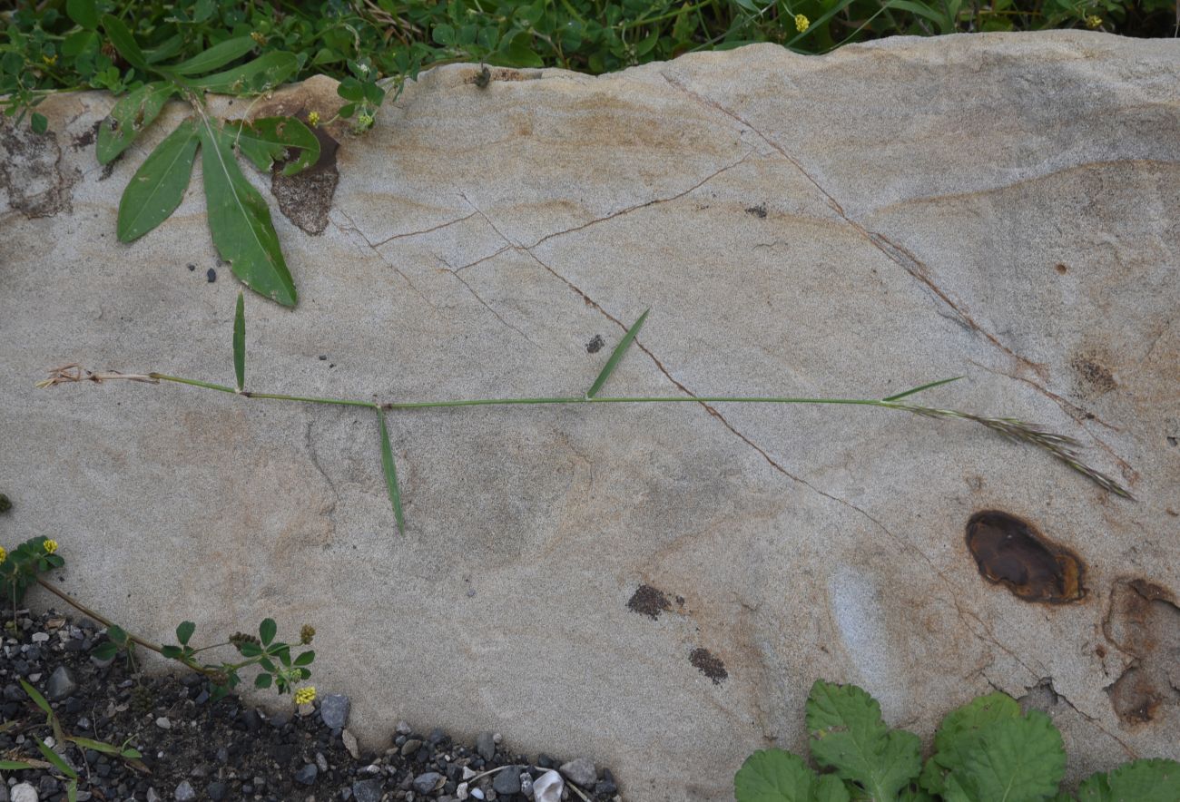 Image of familia Poaceae specimen.