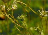 Saxifraga × arendsii. Незрелый плод с муравьём. Московская обл., Раменский р-н, окр. дер. Хрипань, садовый участок. 31.05.2024.