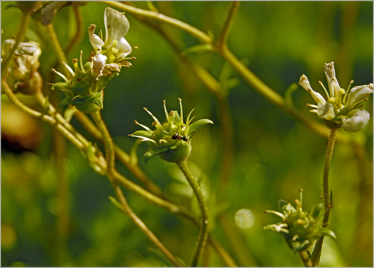 Image of Saxifraga &times; arendsii specimen.