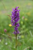 Dactylorhiza urvilleana. Соцветие. Чечня, Шаройский р-н, 2 км к востоку от ур. Хиндушты, 1 км на юго-запад от Сигнальной горы, выс. 2200 м н.у.м., луг. 1 июля 2024 г.