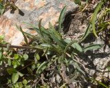 Aster alpinus